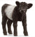 SCHLIECH - GALLOWAY CALF