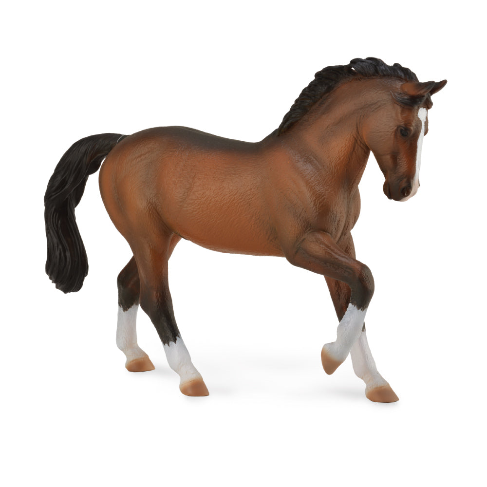 COLLECTA - WARMBLOOD STALLION - BAY