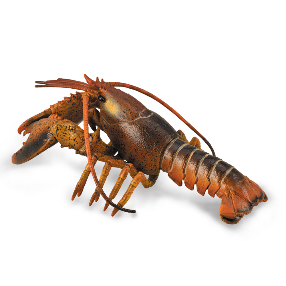 COLLECTA - LOBSTER