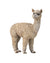 COLLECTA - ALPACA