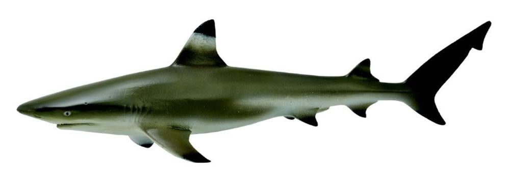 COLLECTA - BLACKTIP REEF SHARK