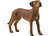 SCHLEICH -  RHODESIAN RIDGEBACK | SCHLEICH | Toyworld Frankston